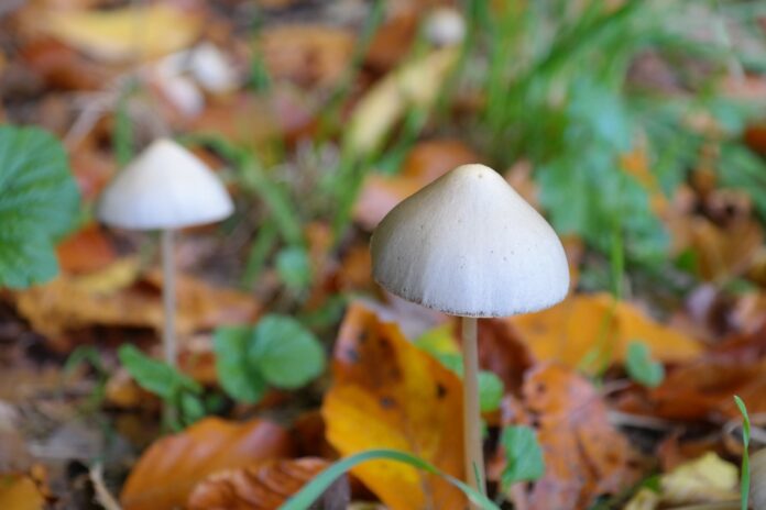 sleeping on shrooms | shrooms on the ground