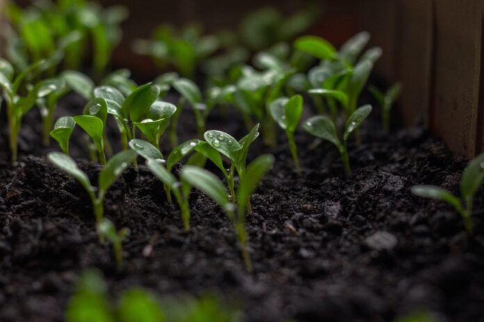 cannabis plants in soil