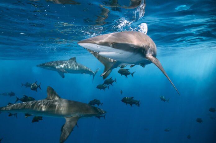 a school of sharks in the ocean