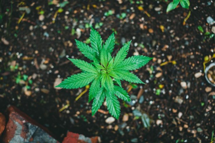 How To Find the Best Spot to Cultivate Cannabis Outdoors