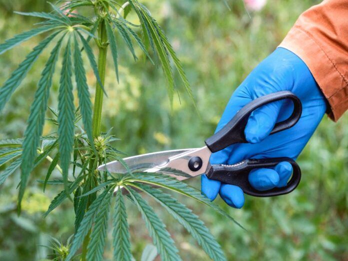 a person defoliating a cannabis plant, When To Defoliate Cannabis