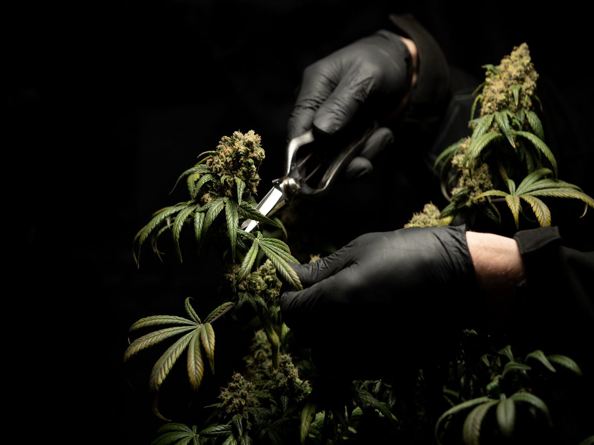 a person defoliating a cannabis plant at the flowering stage