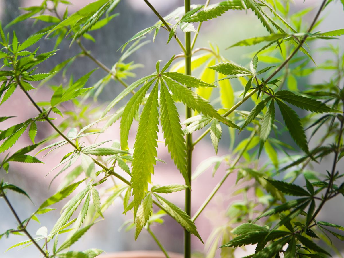 leaves of a cannabis plant